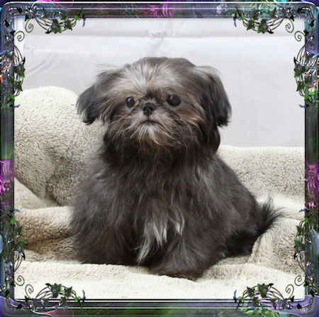 Tiny little female chinese imperial shih tzu puppies for sale small teacup